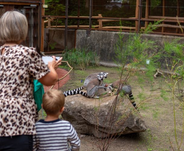 Sommer i Aalborg Zoo:  Dyreunger og hyggelige  stunder for hele familien