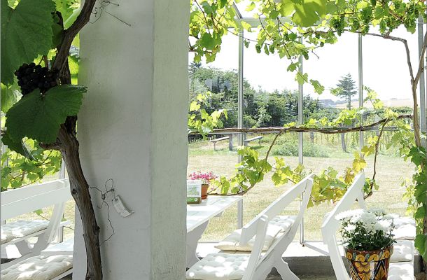Velkommen til sommer- oplevelser på vingården