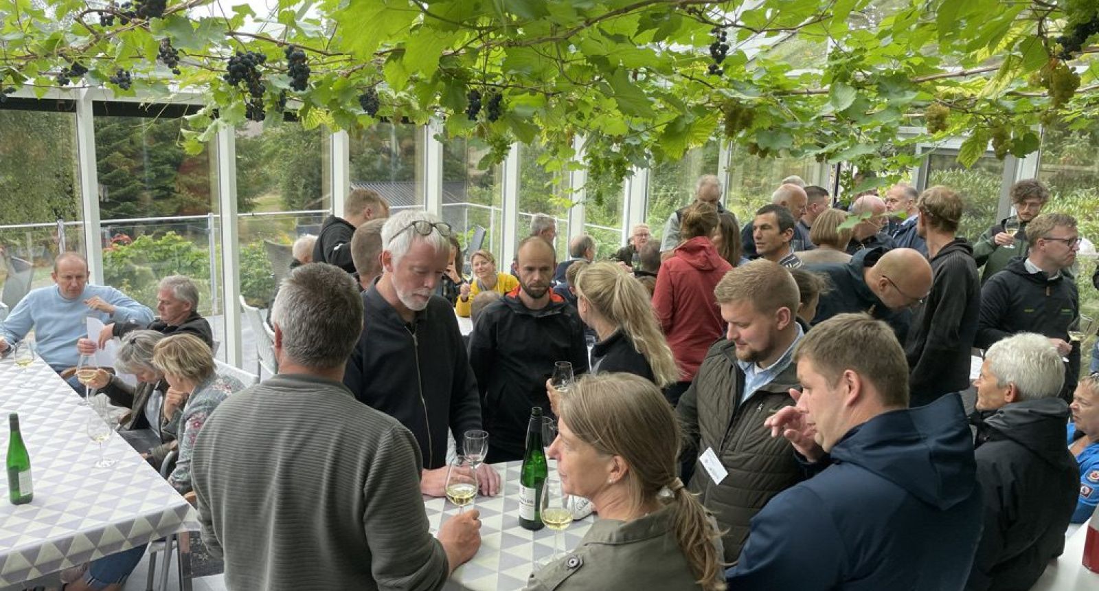 Guldbæk Vingård – Økologisk dansk vingård med succes