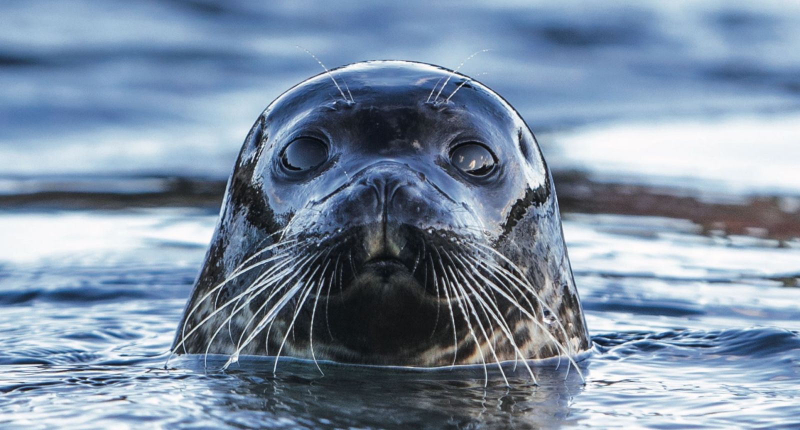 Nordsøen Oceanarium – et besøg værd i al slags vejr!